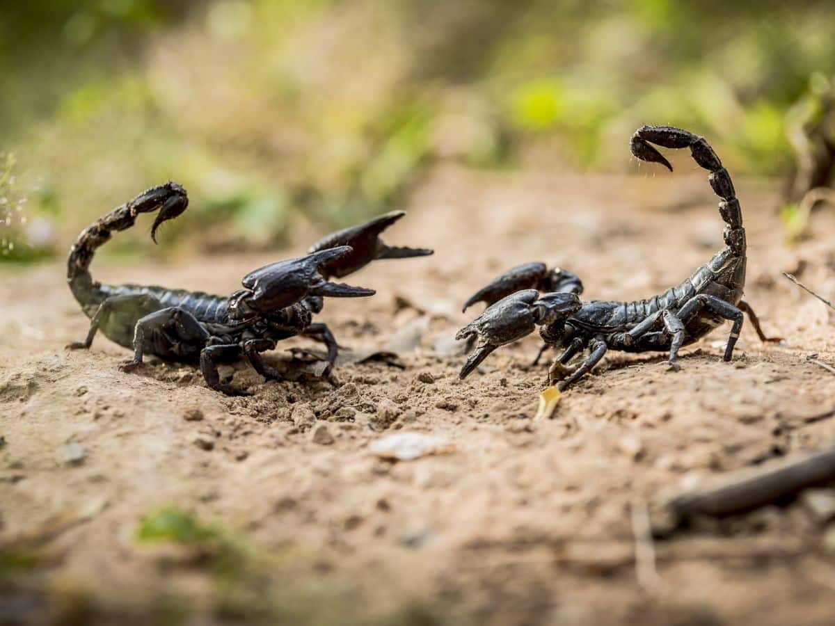 scorpion totem