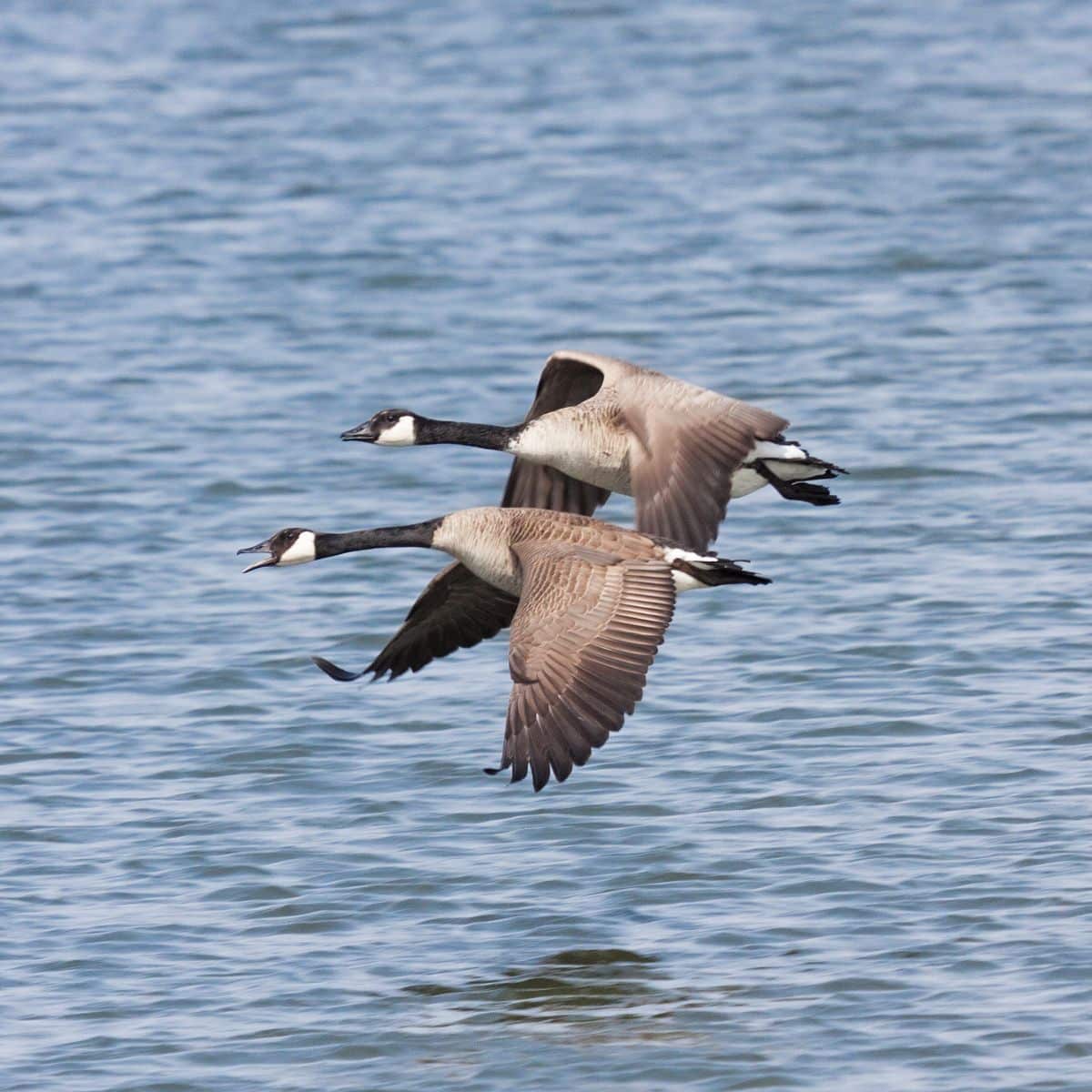 two geese symbolism