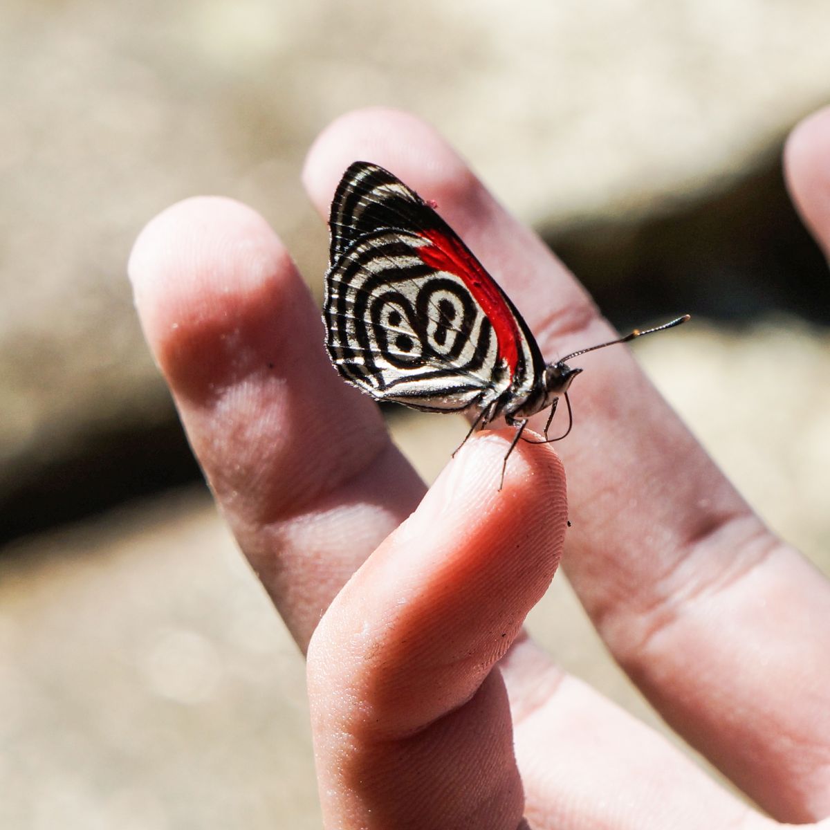what do butterflies mean in the bible