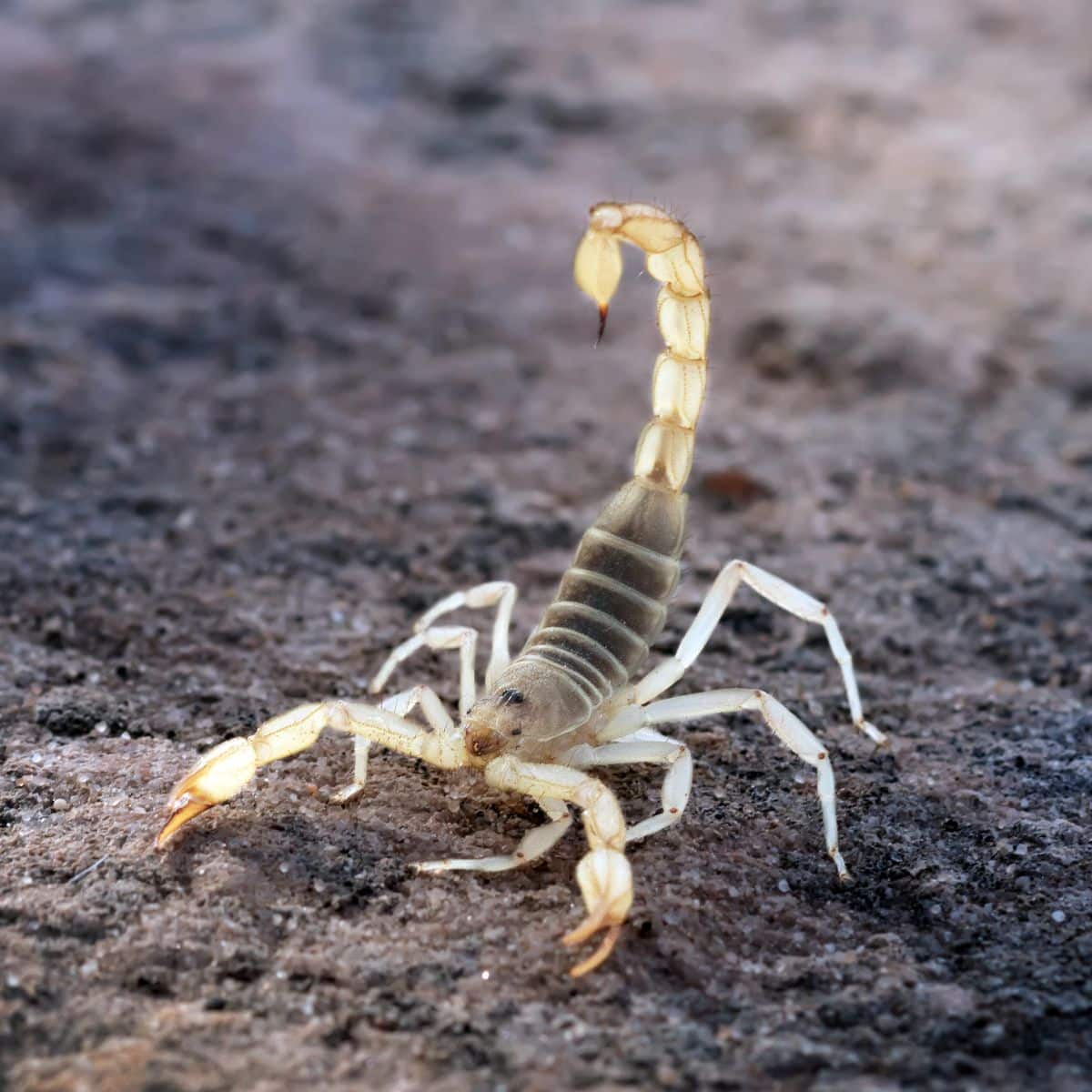 Scorpion Spiritual Meaning Awakening State