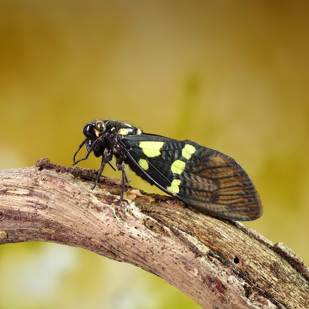 what does cicadas mean