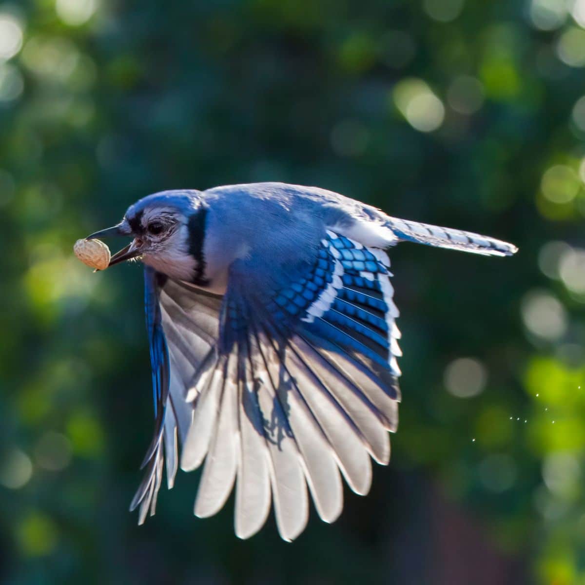Blue Jay Feather Spiritual Meaning Awakening State