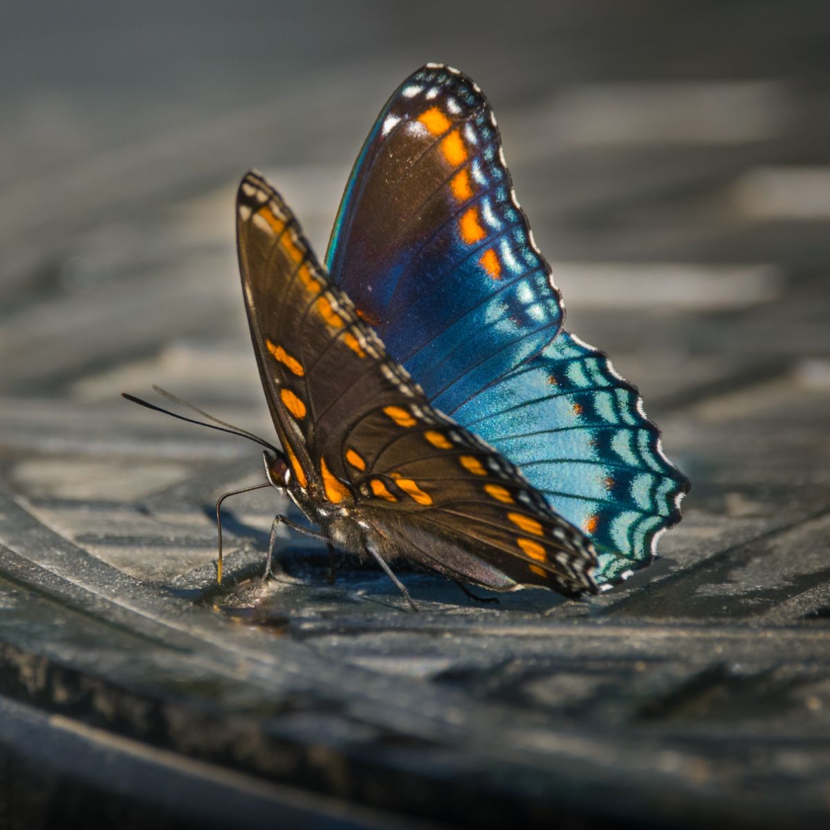 Are Butterflies a Sign From God? Awakening State