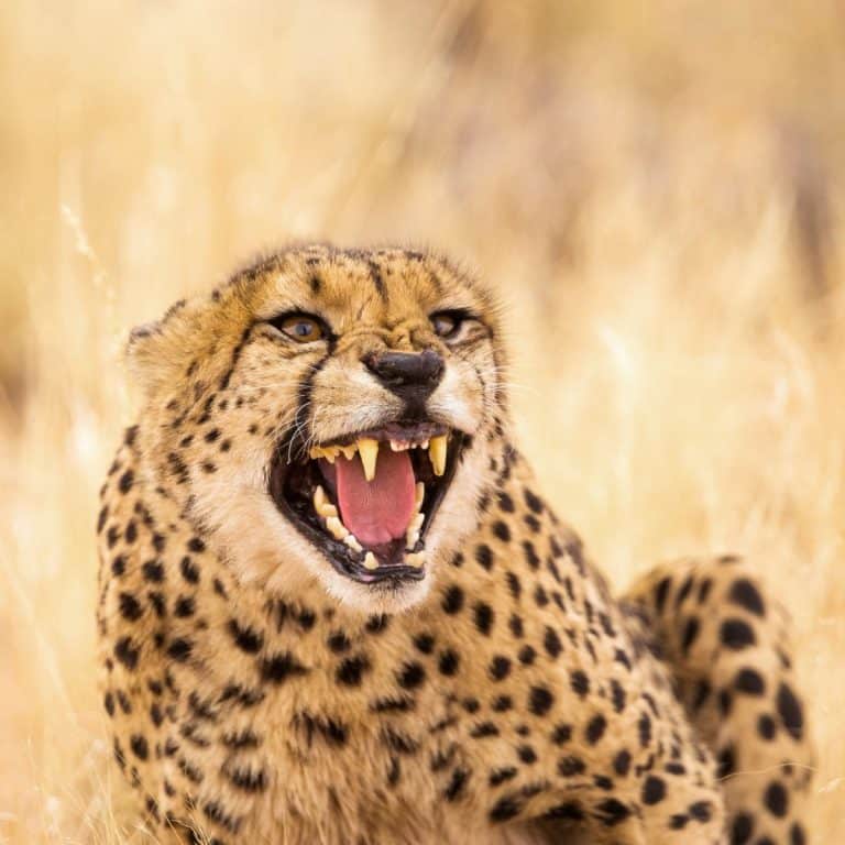 Cheetah spiritual meaning Awakening State