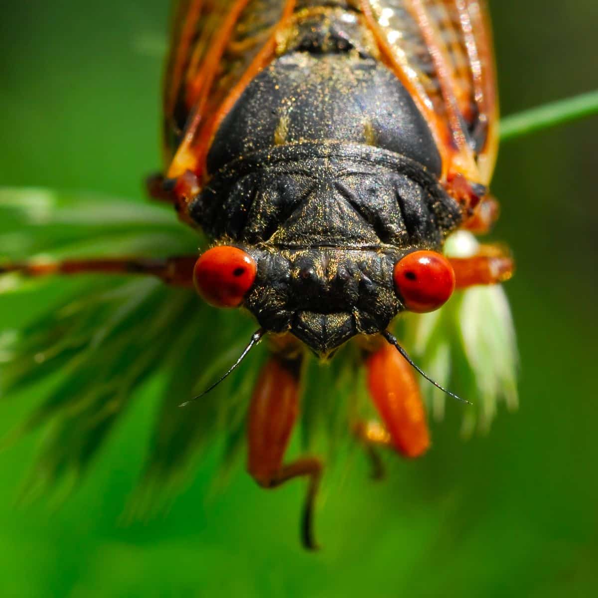 why do cicadas land on you
