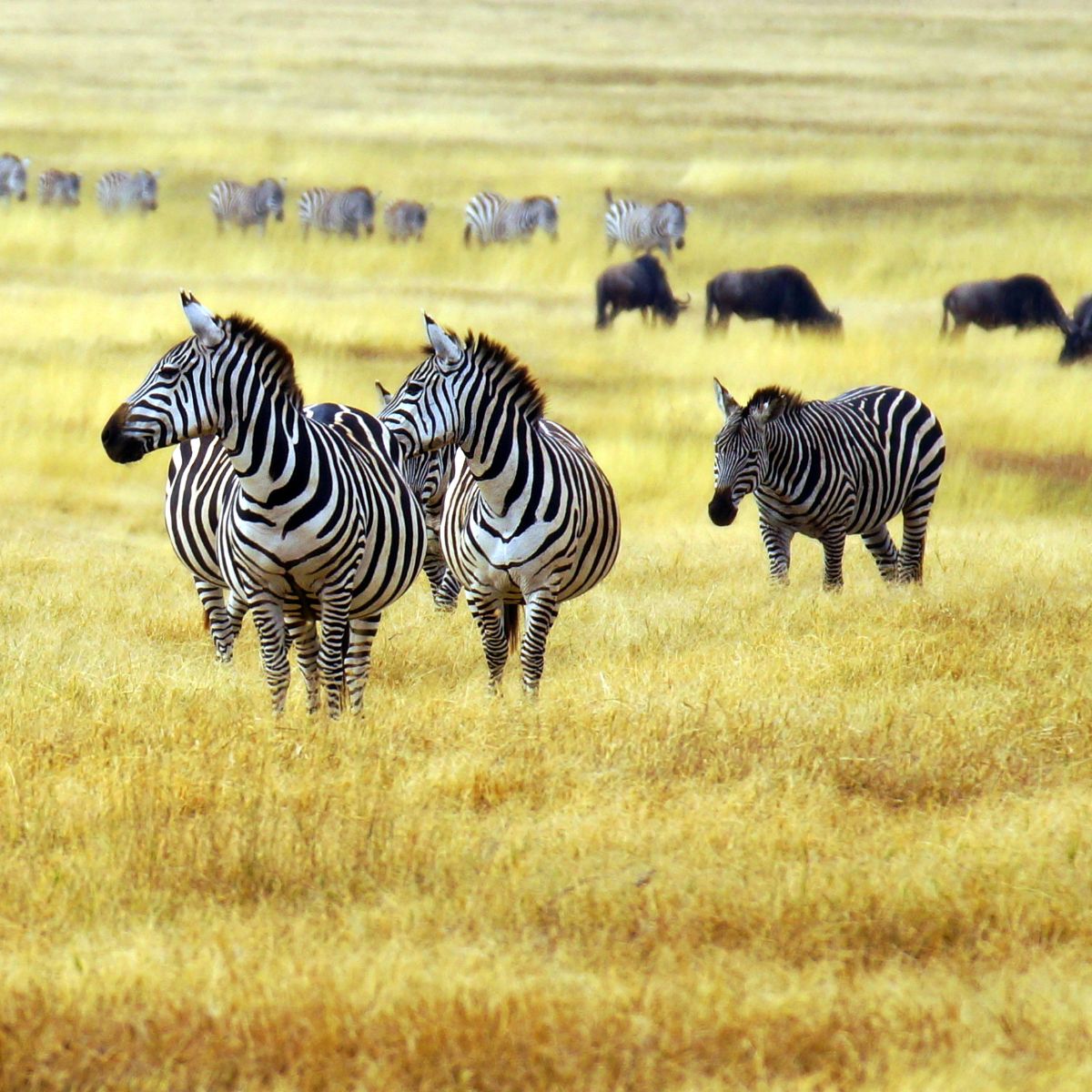 zebra dream