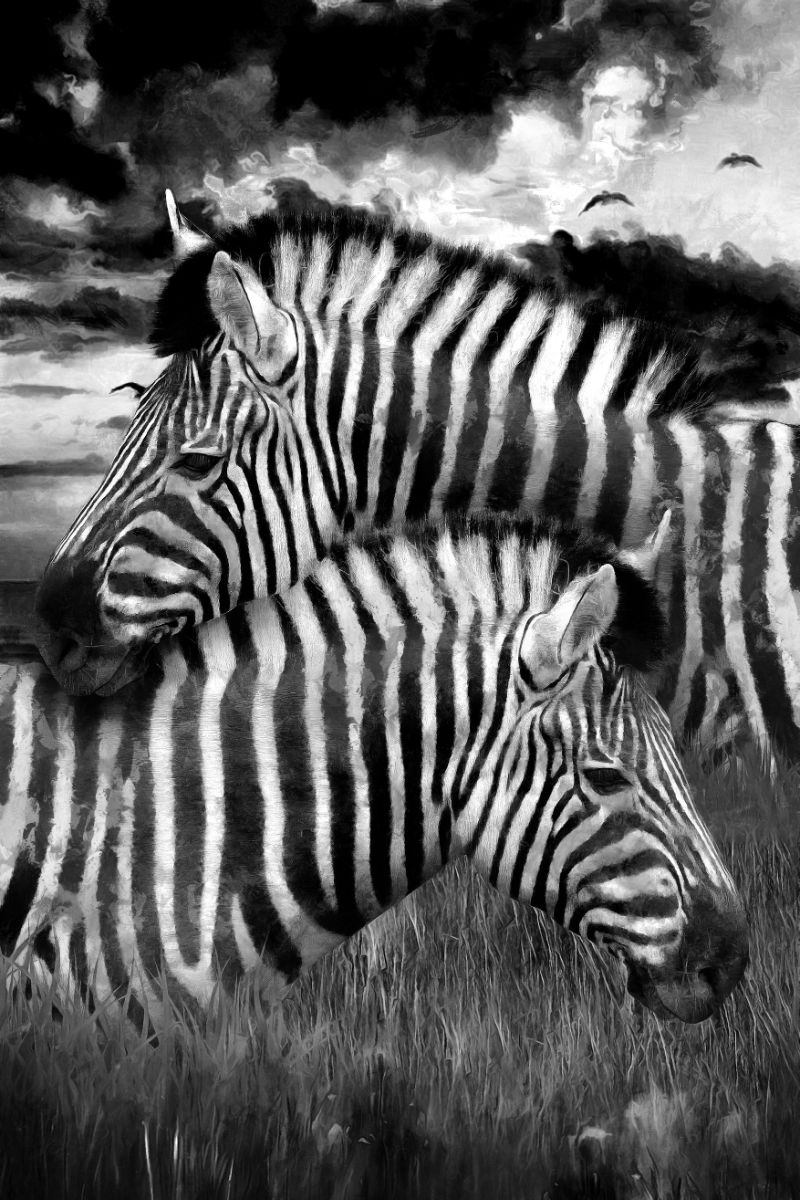 zebra in dream