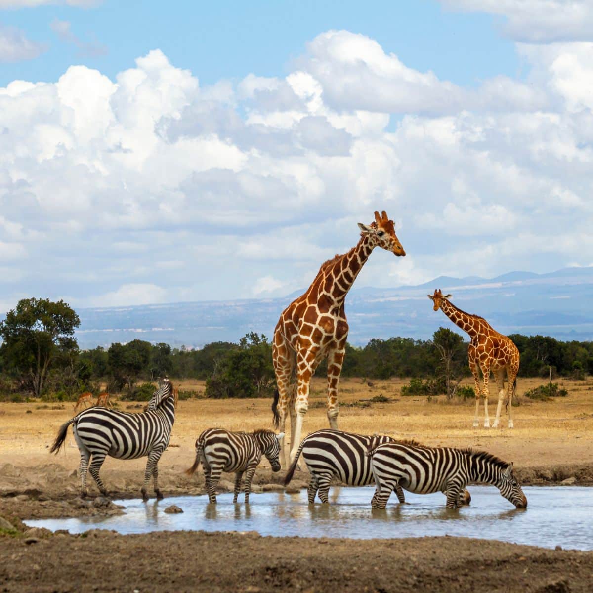 zebra spiritual meaning