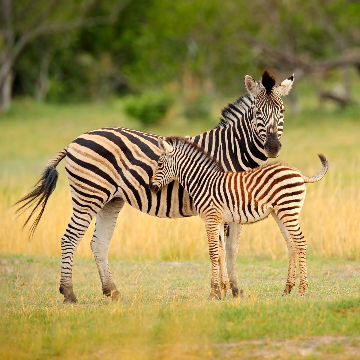 zebra spiritual