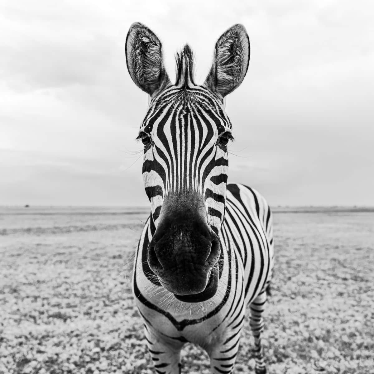 zebra symbolism