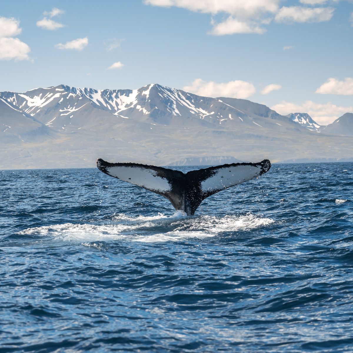 Whale spiritual meaning