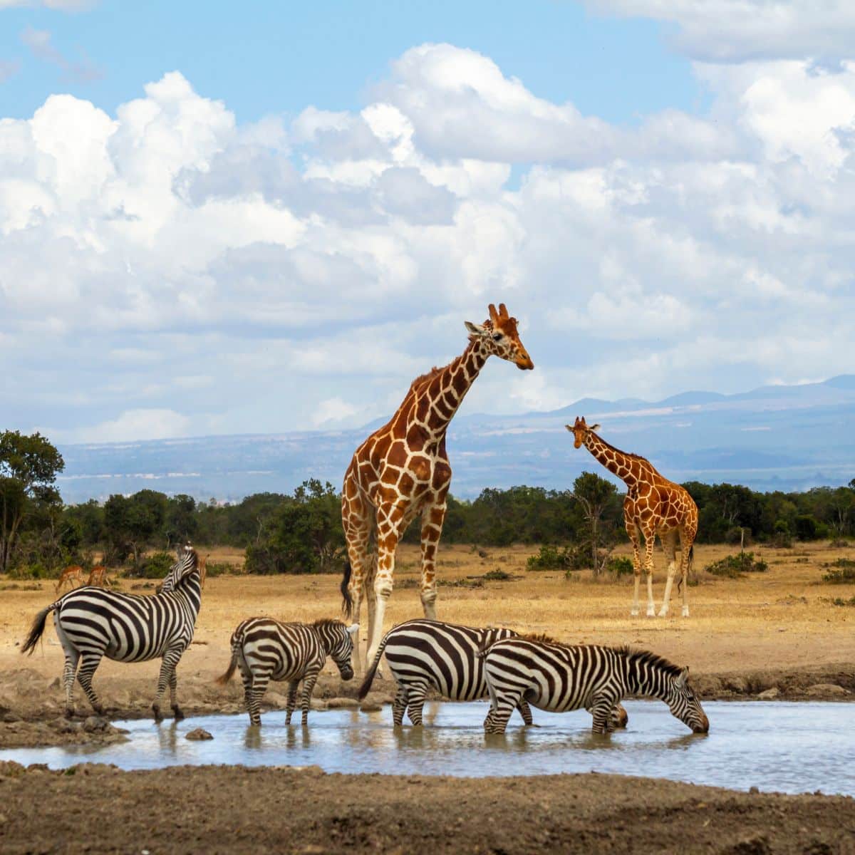 giraffe spirit animal