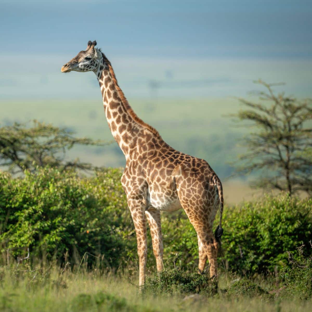 giraffe spiritual meaning