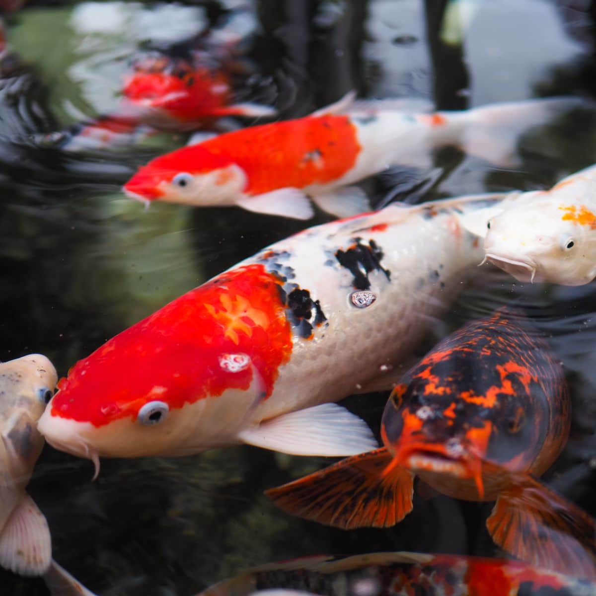 koi fish spiritual meaning