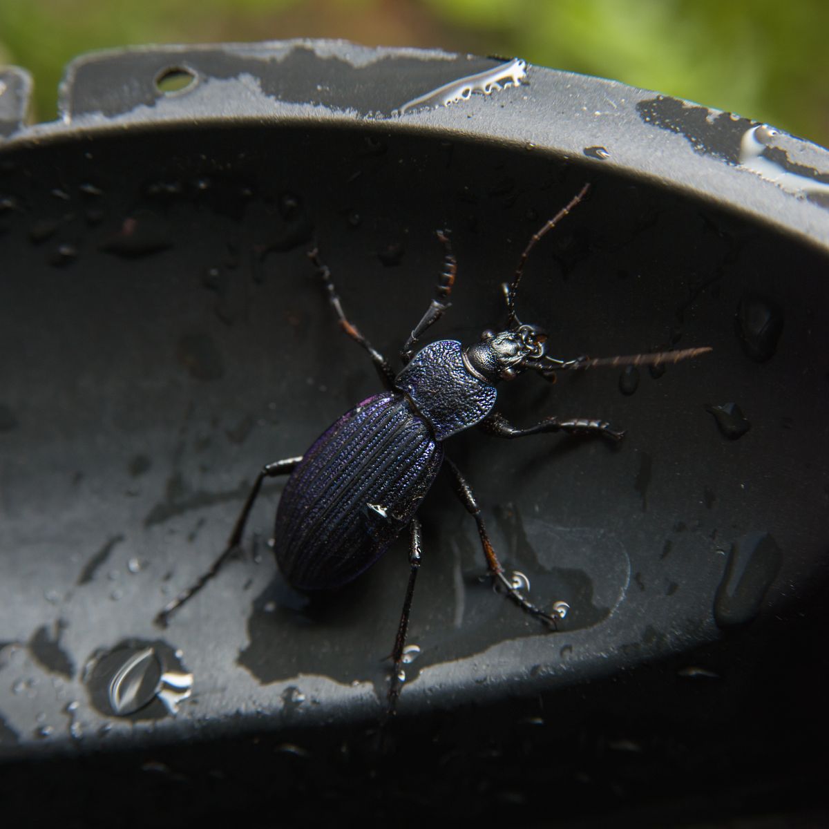 what does a beetle mean spiritually