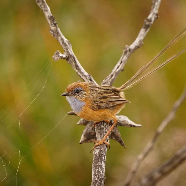 Brown Bird Flying Into House spiritual meaning Awakening State