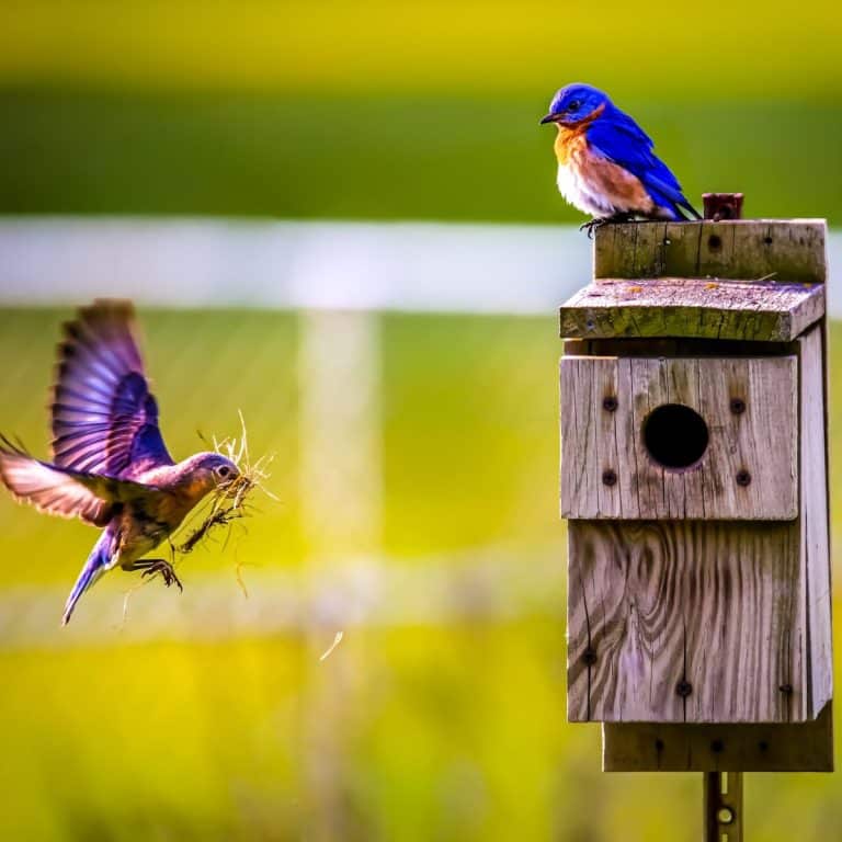 Brown Bird Flying Into House spiritual meaning Awakening State
