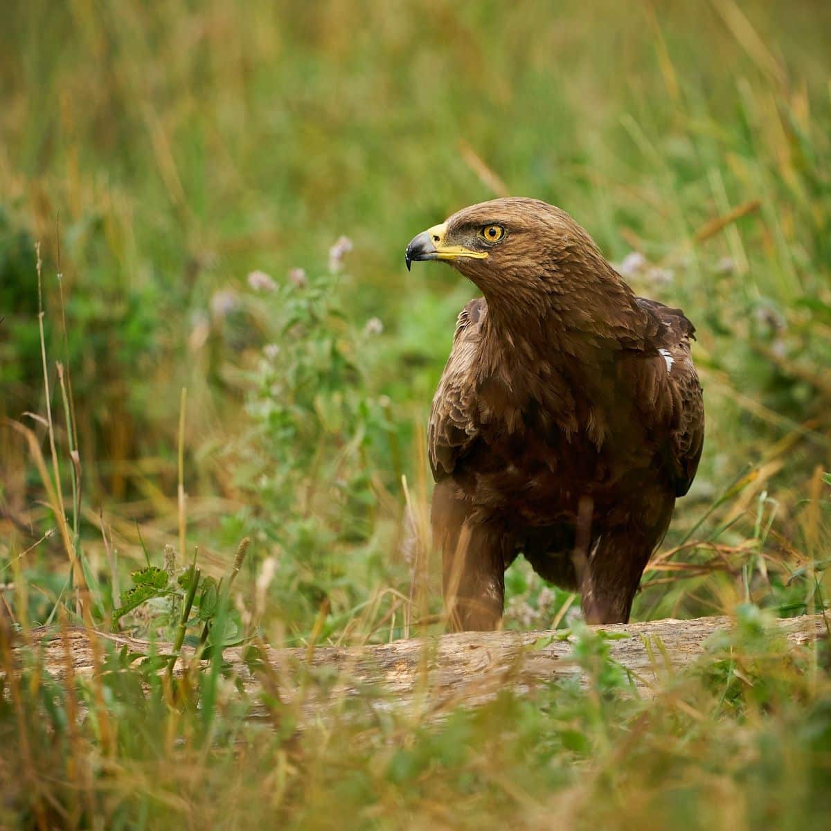 Brown Bird Flying Into House spiritual meaning Awakening State