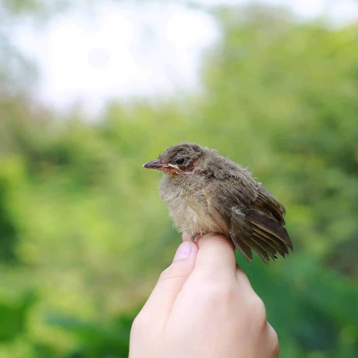 brown bird meaning