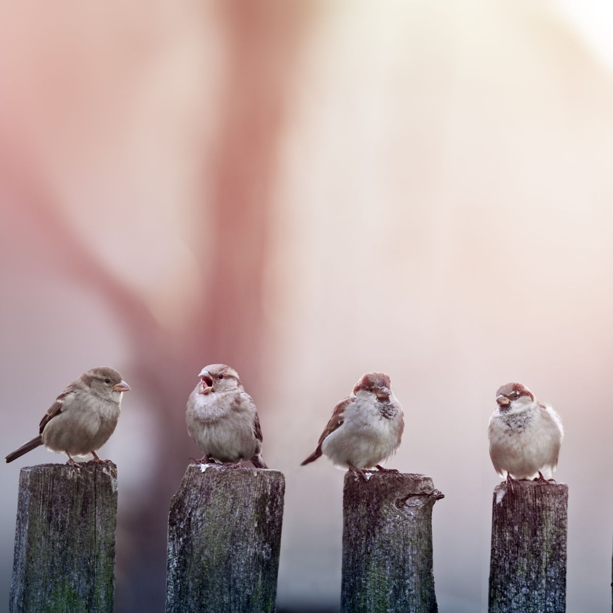 brown bird spiritual meaning