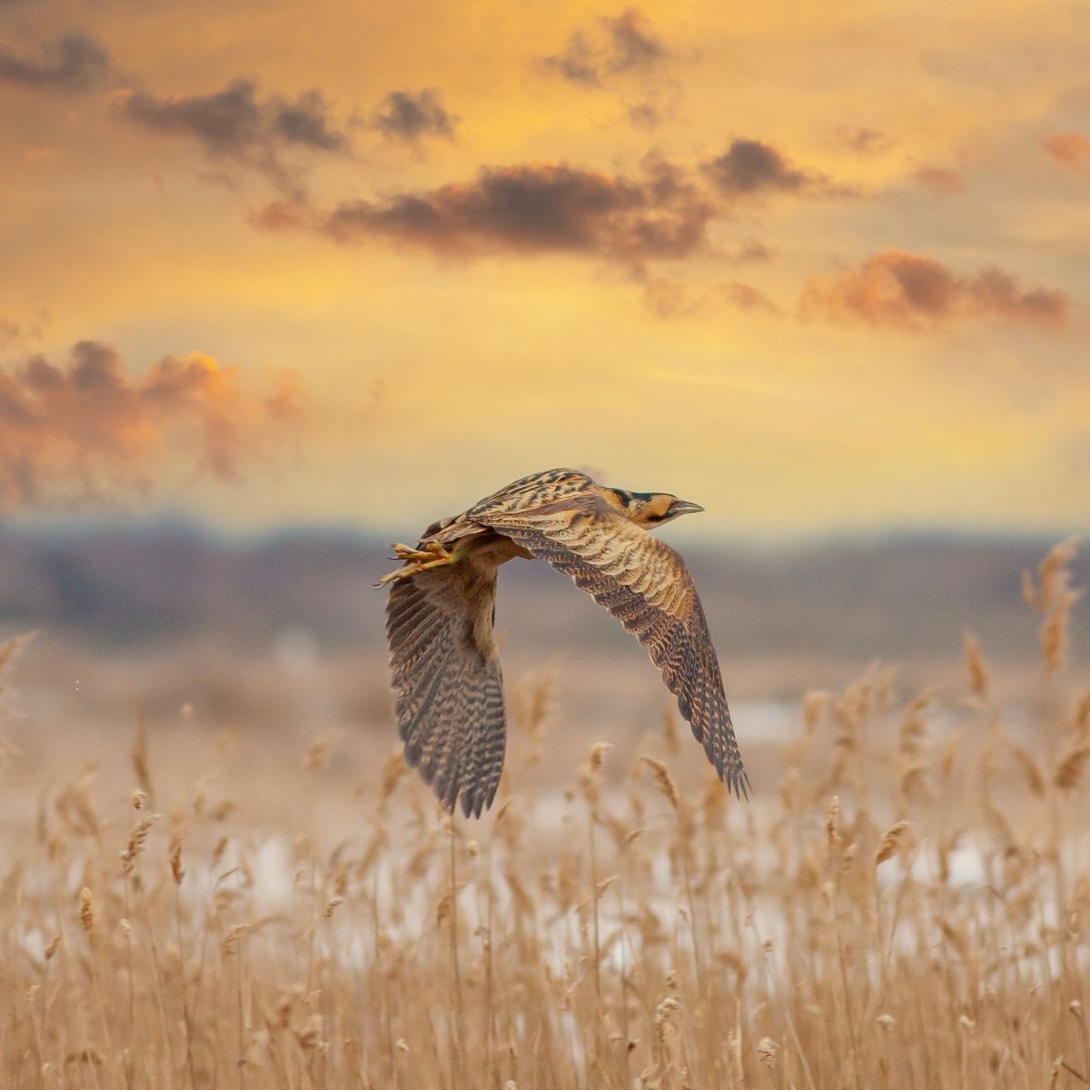 what does it mean if a bird flies in your house