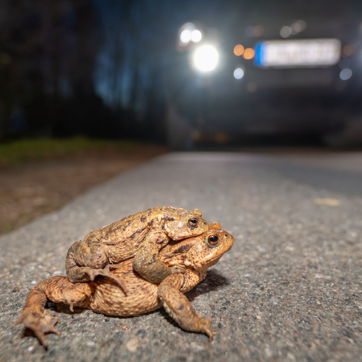 The Spiritual Meaning of a Toad Crossing Your Path