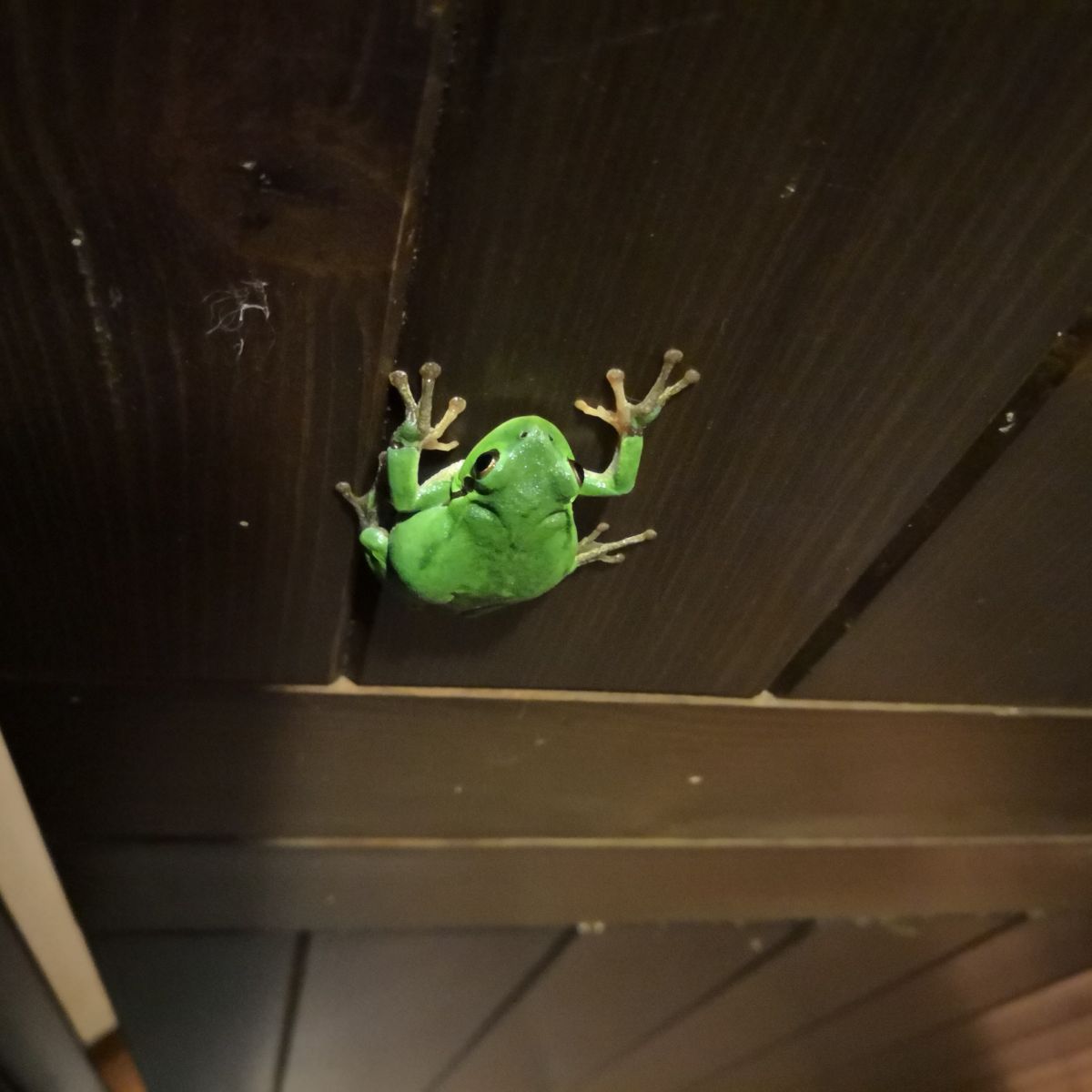 The Spiritual Meaning of a Toad Crossing Your Path