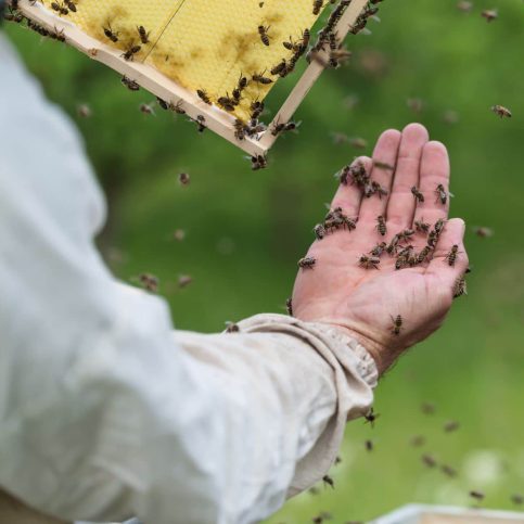 Bee Sting: Spiritual Meaning - Awakening State