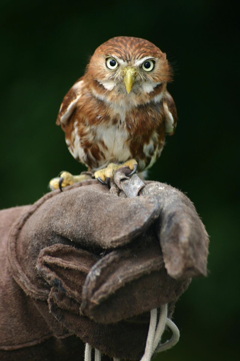 hearing an owl hoot 5 times https://pixabay.com/photos/owl-gloves-hand-raptor-1852929/