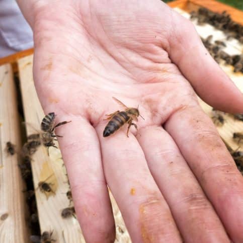 Bee Sting: Spiritual Meaning - Awakening State