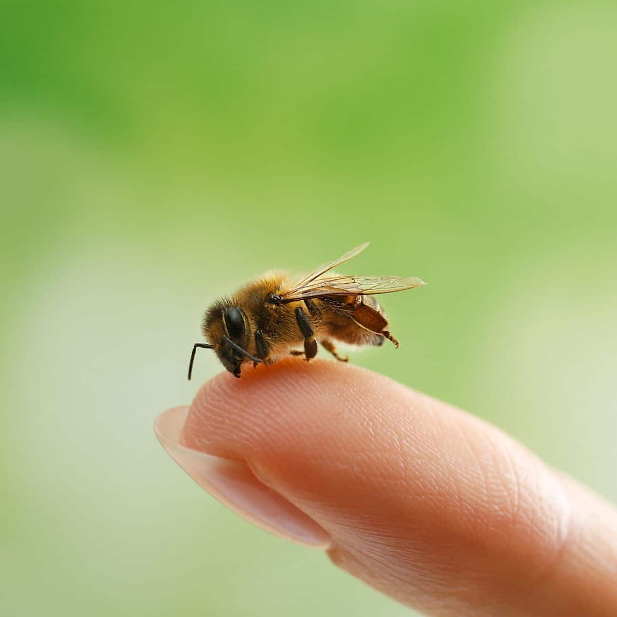 spiritual meaning of getting stung by a bee