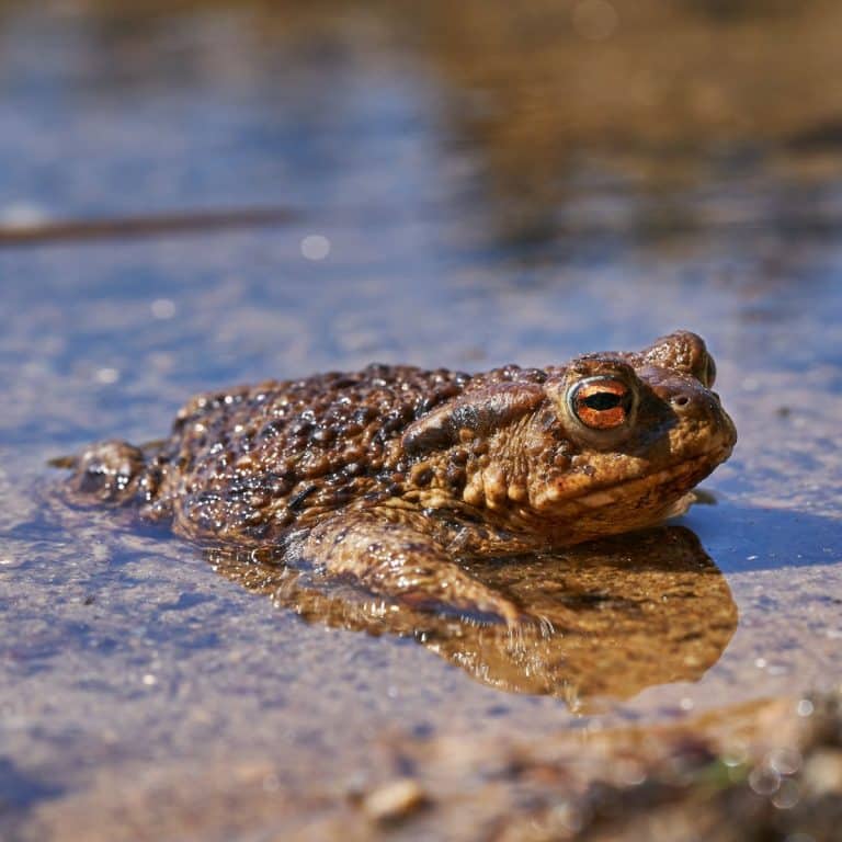 Toad Spiritual Meanings & Symbolism + Dream Awakening State