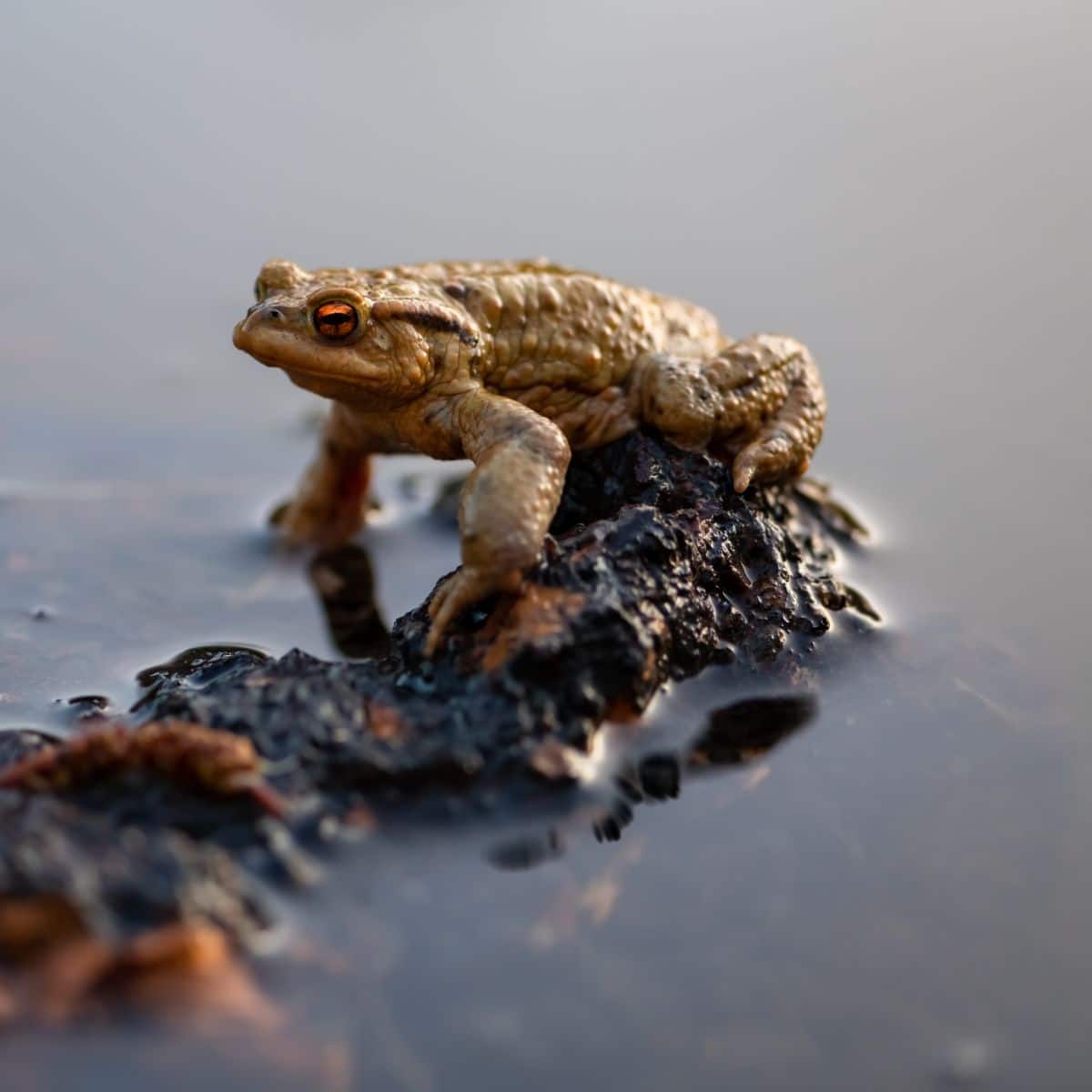 toad symbolism