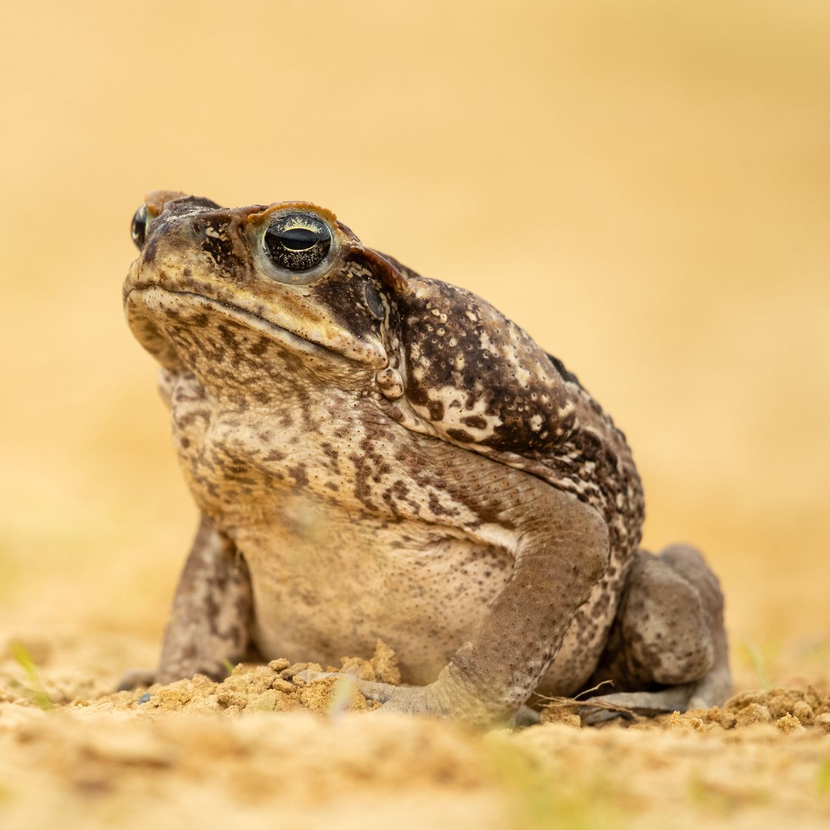 toad symbols