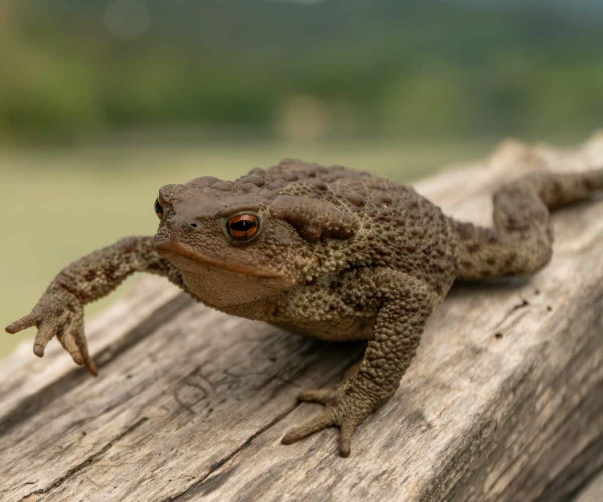 what does it mean when a toad visits you
