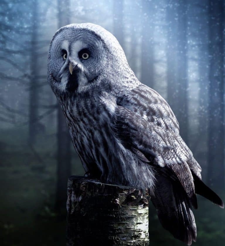 The Spiritual Meaning of Owl Hooting at Night Awakening State