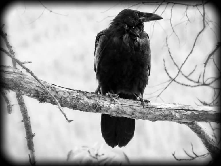 Single Black Crow meaning Awakening State
