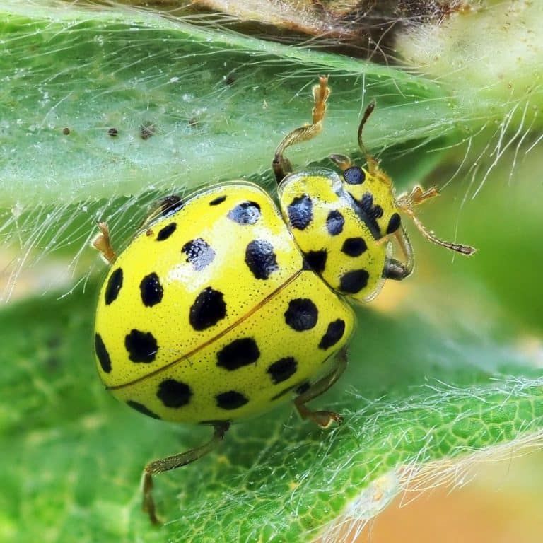 Spiritual Meaning Of Ladybug Landing On You Good Luck? Awakening State