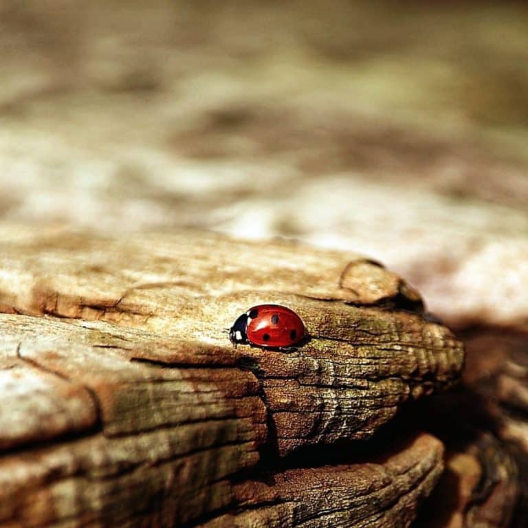 Spiritual Meaning of Ladybug Landing on You good luck? Awakening State