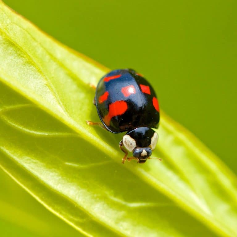 Spiritual Meaning of Ladybug Landing on You good luck? Awakening State