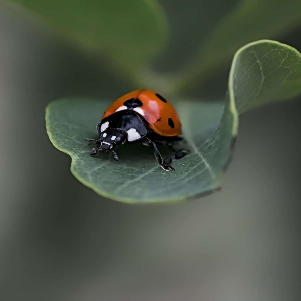 Spiritual Meaning of Ladybug Landing on You - good luck? - Awakening State