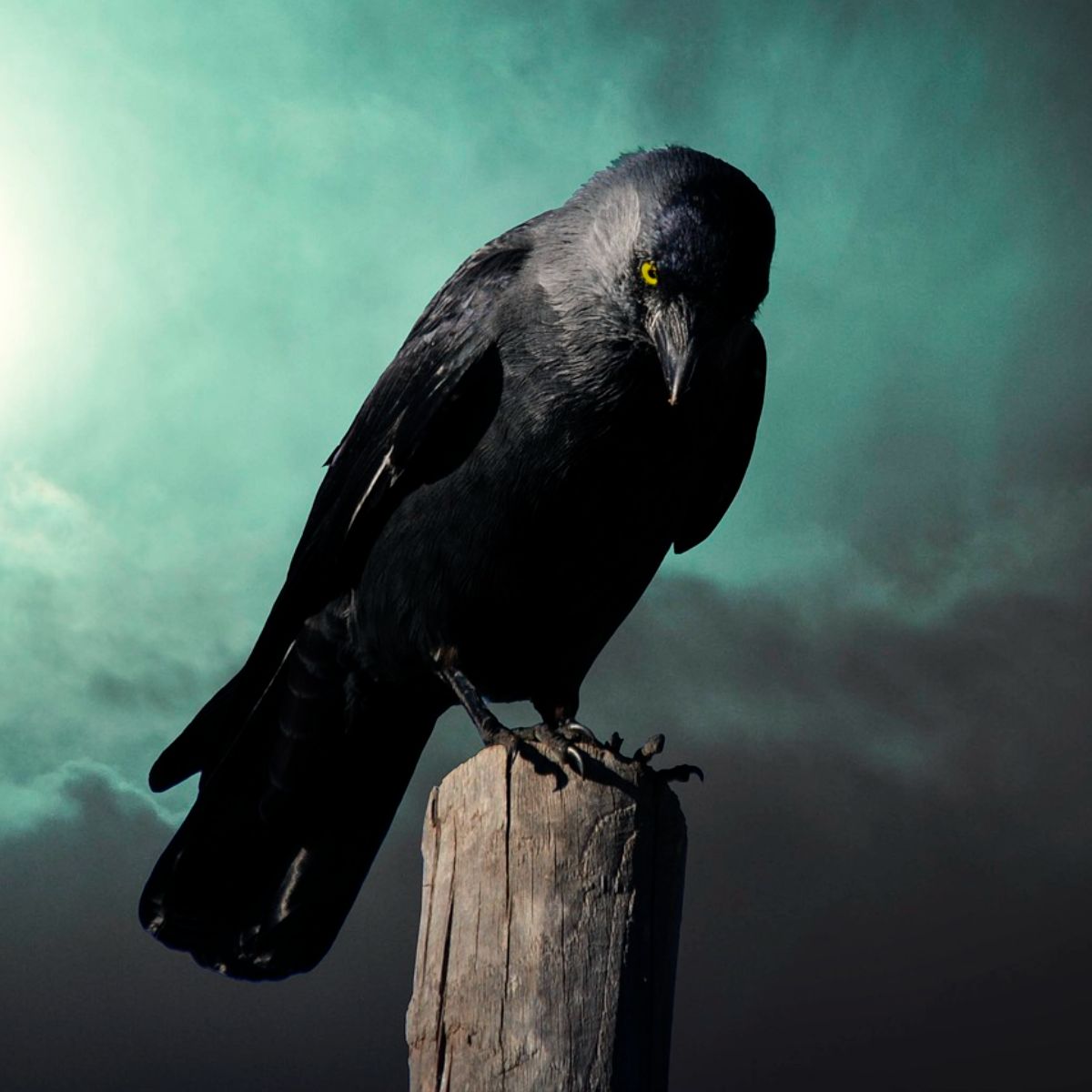 Single Black Crow meaning Awakening State