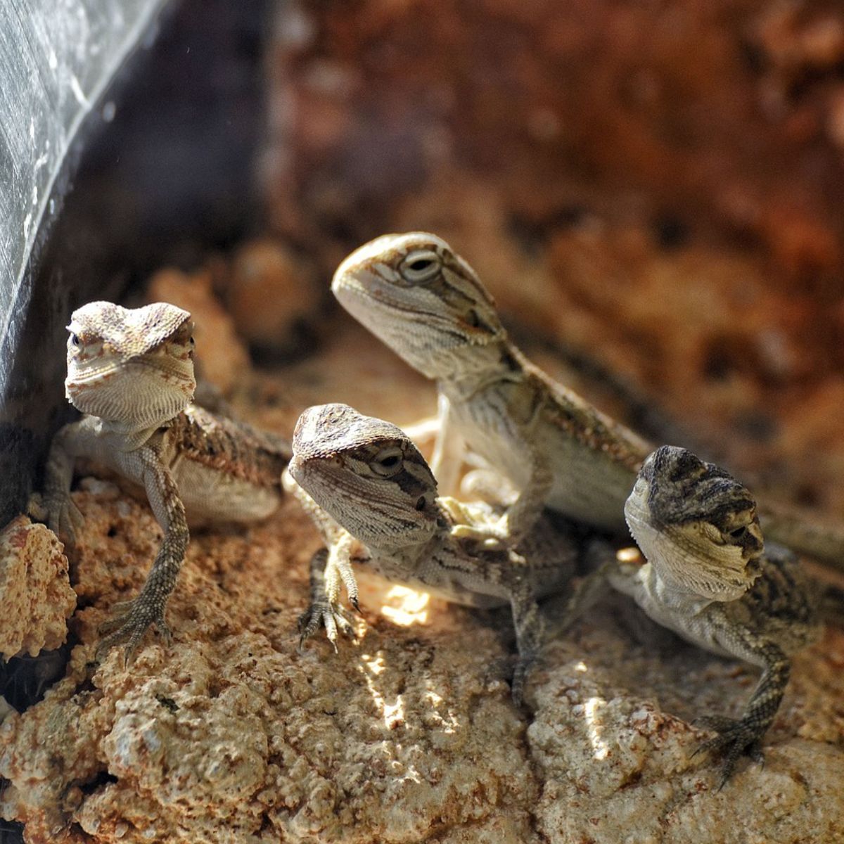 Spiritual Meaning of Lizards Symbolism of Seeing a Lizard Awakening State