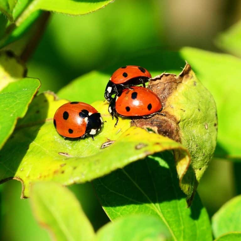 Spiritual Meaning of Ladybug Landing on You good luck? Awakening State