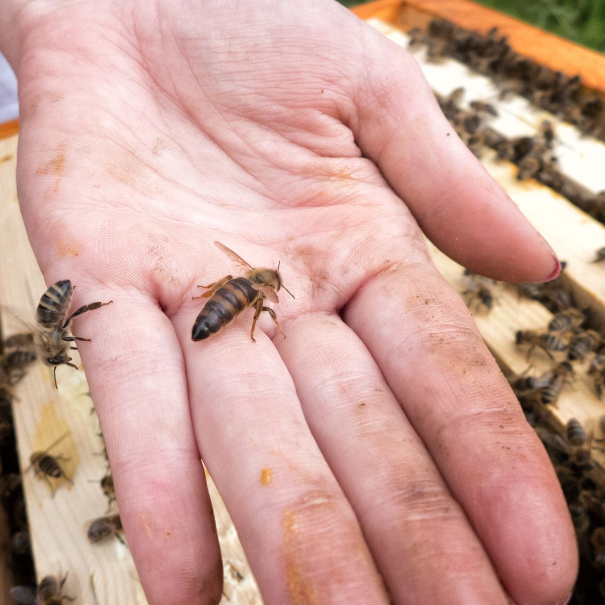 Is it safe to eat bee pollen