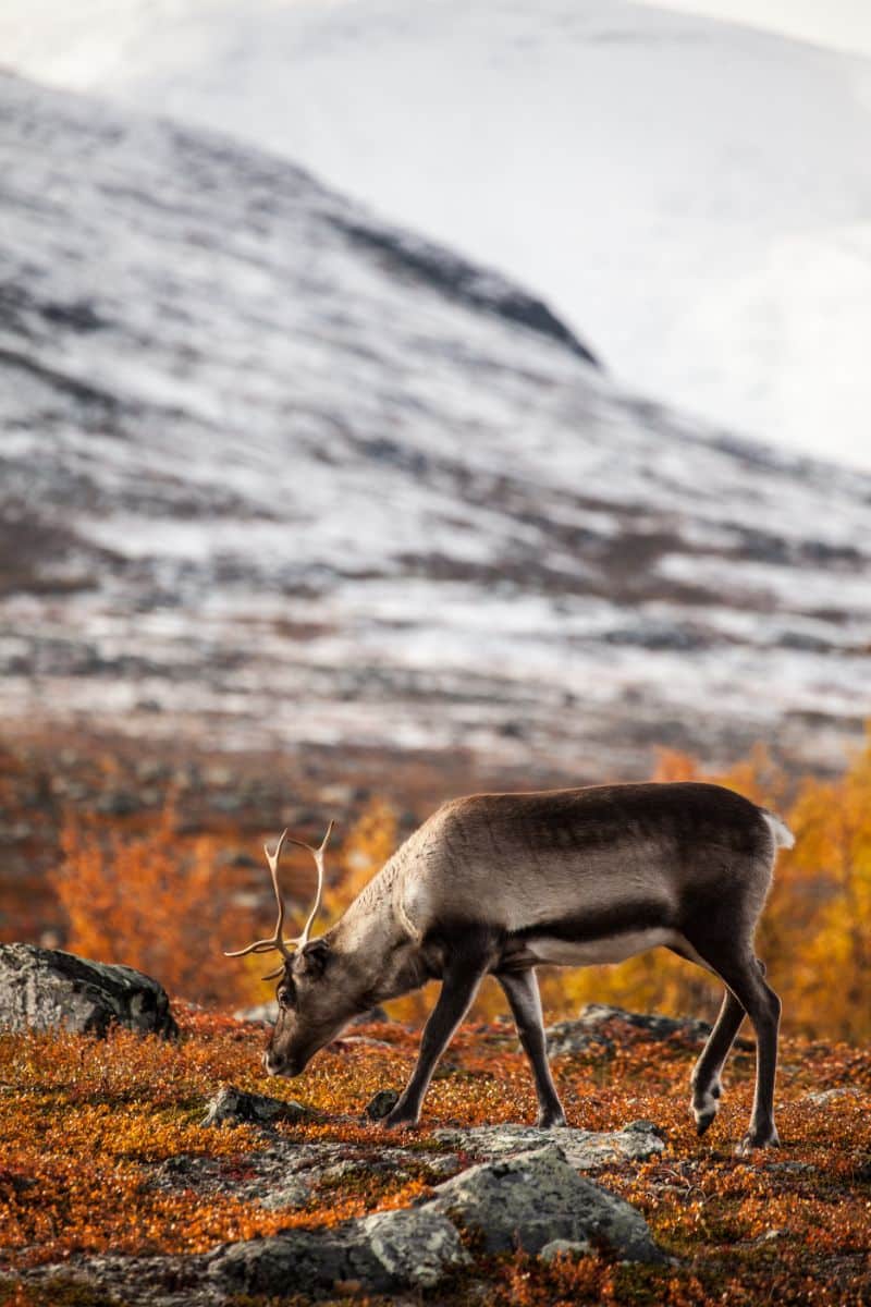Spiritual Meaning of Deer Crossing Your Path