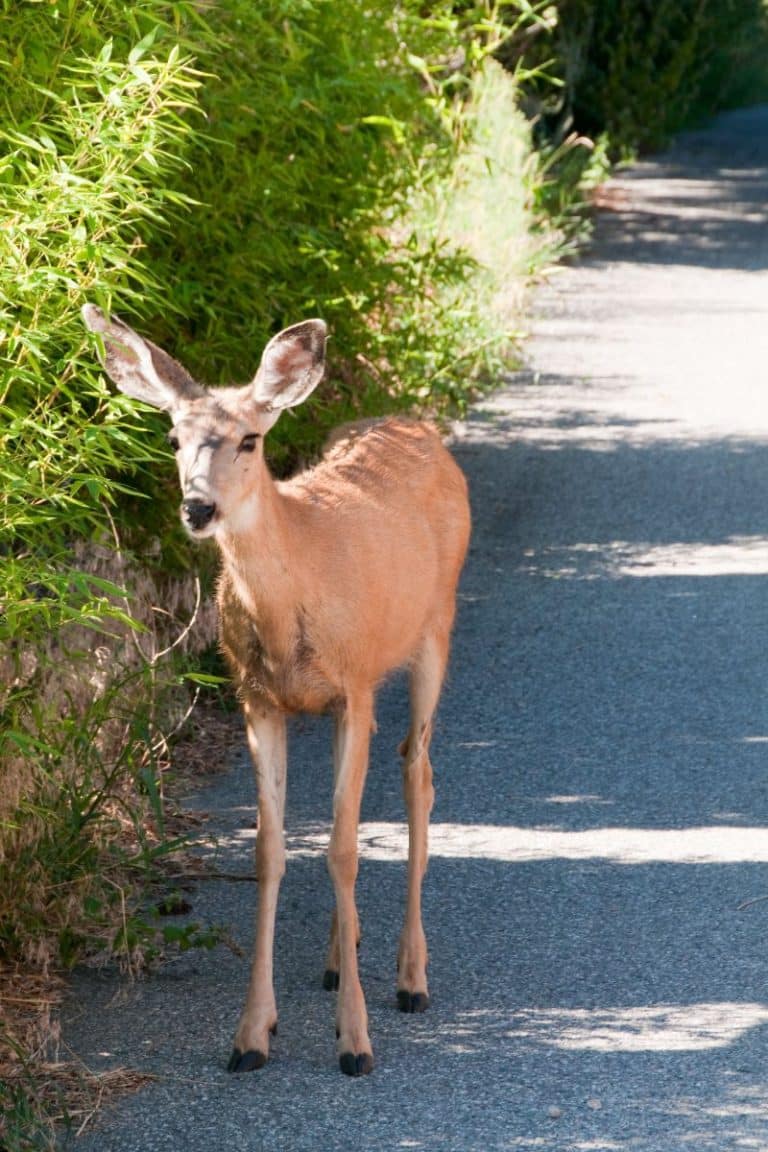 Spiritual Meaning of Deer Crossing Your Path Awakening State