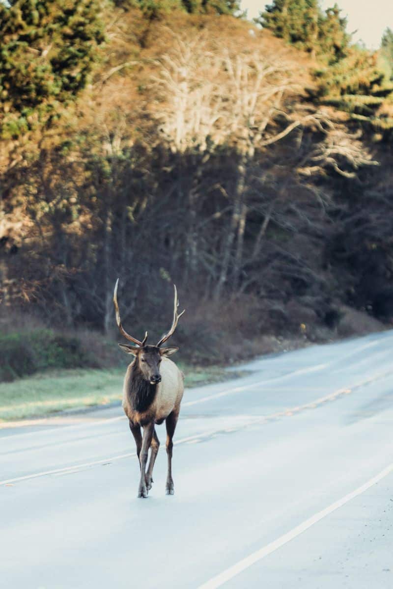 Spiritual Meaning of Deer Crossing Your Path