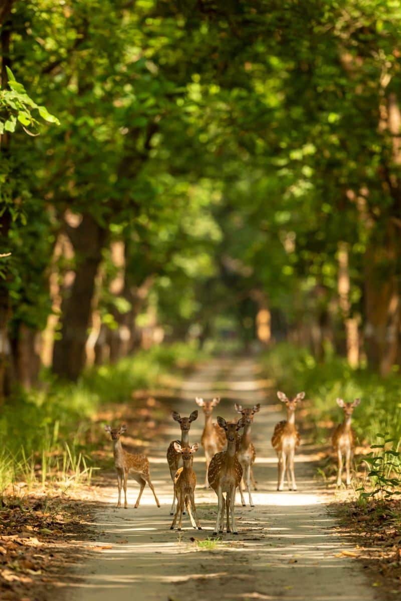 Spiritual Meaning of Deer Crossing Your Path
