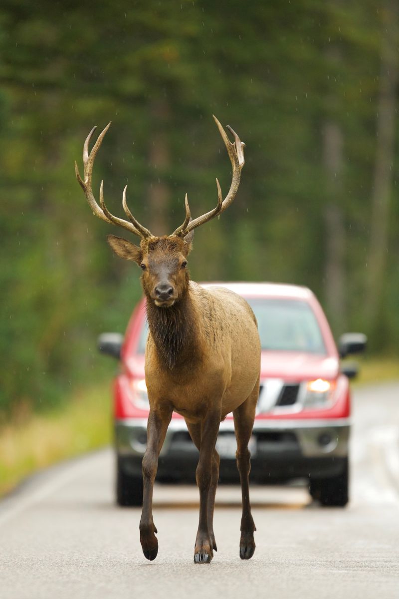 Spiritual Meaning of Deer Crossing Your Path